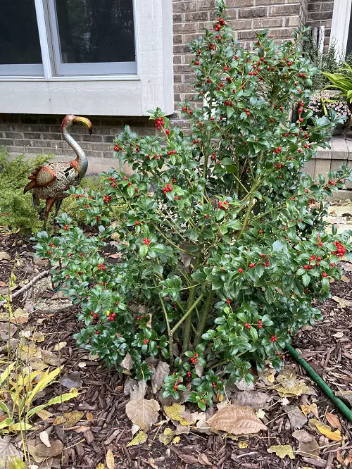 lovely Best Low Maintenance Evergreen Shrubs