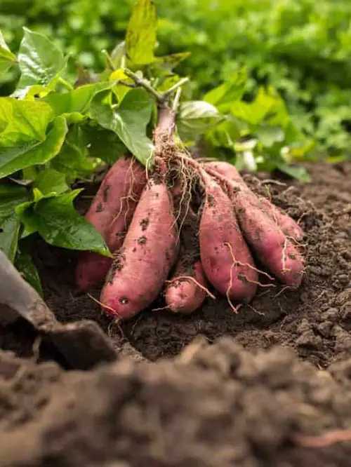 Carrots like vegetables 3
