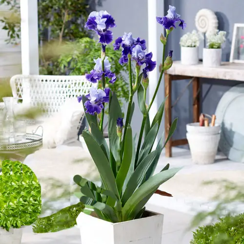 best Google lists the most popular flowers worldwide.