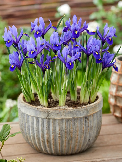 beautiful Greek Blossoms for the Yard 
