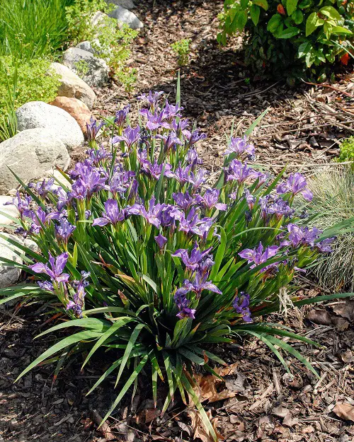 Common California Native Plants in garden