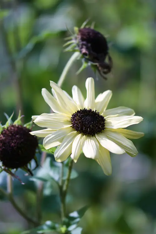 Are Sunflower Perennials 