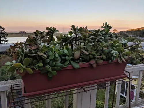 Plants for Window Boxes in balcony