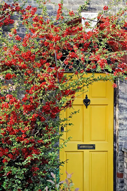 Amazing Shrubs that Climb like a Vine