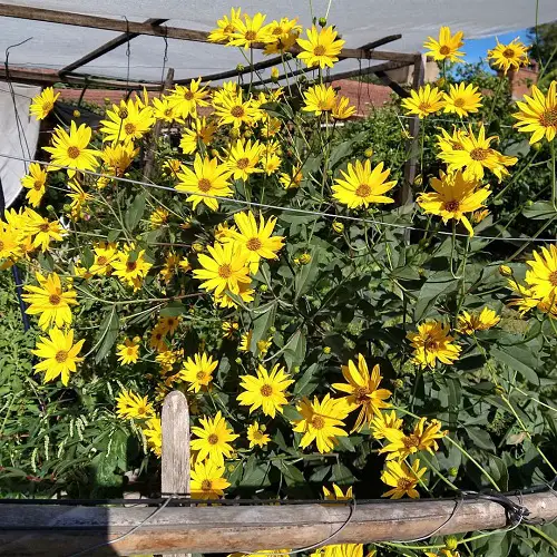 Best Perennial Sunflowers