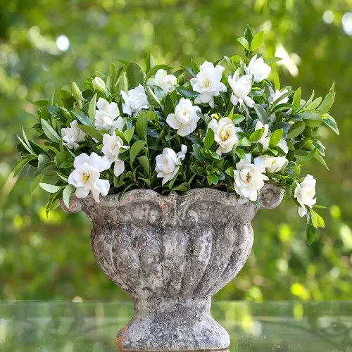 Types of Gardenias in Florida