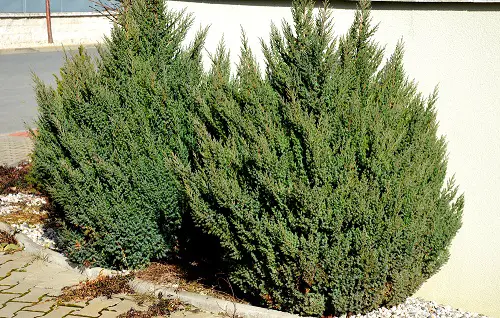Low Maintenance Evergreen Shrubs 