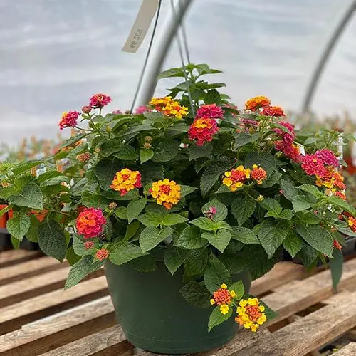 best Gorgeous Trailing Flowers for Baskets on Hangings