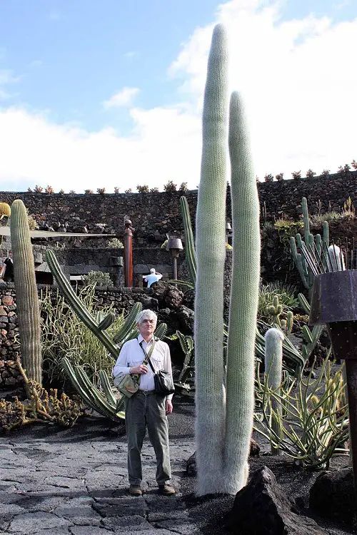 best Types of Columnar Cactus Varieties