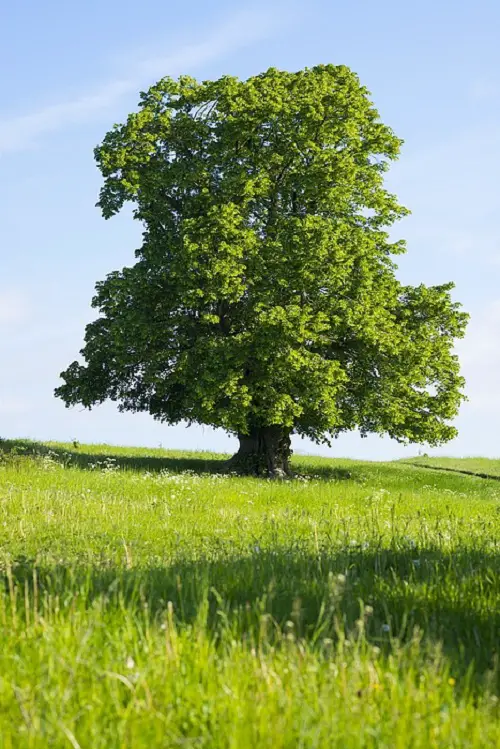 amazing Trees to Reduce Pollution 3