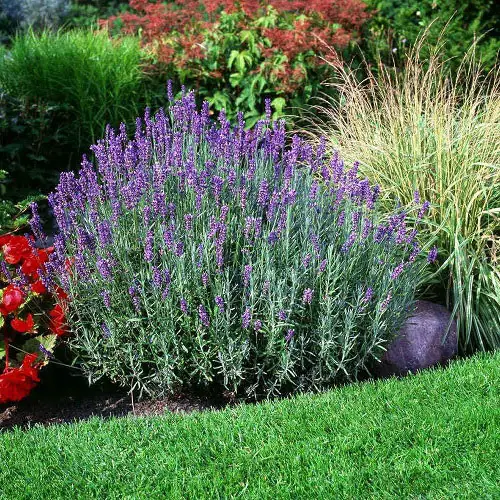  List of Lavender-Purple Color Flowers