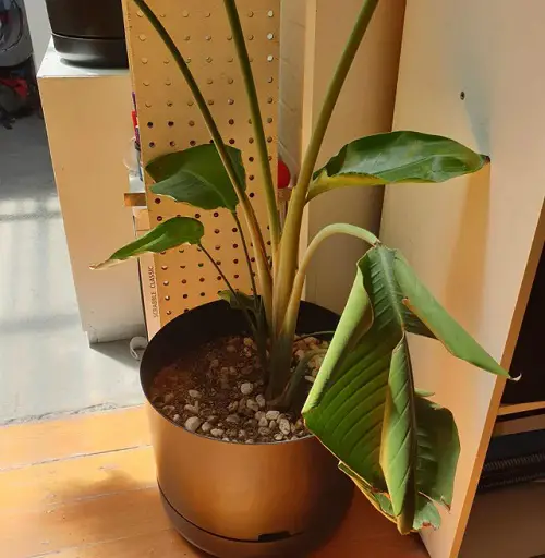Common Bird of Paradise Problems and Solutions Leaf Splitting