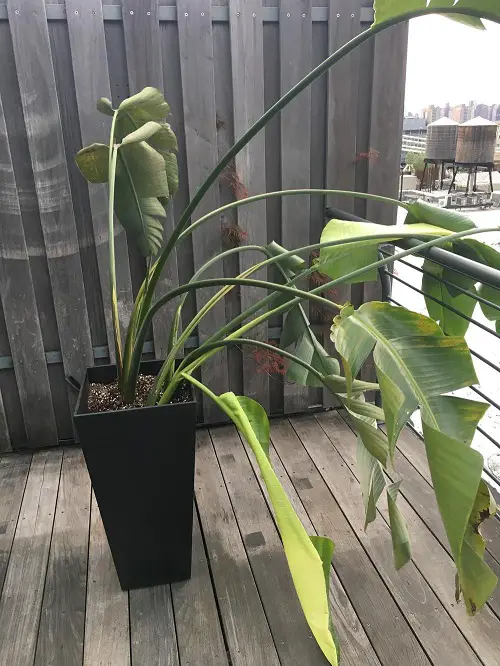 Common Bird of Paradise Problems and Solutions Growing Too Tall