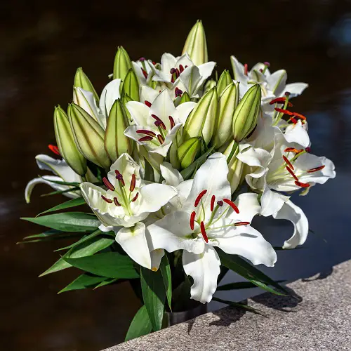 best Death-Representing Flowers
