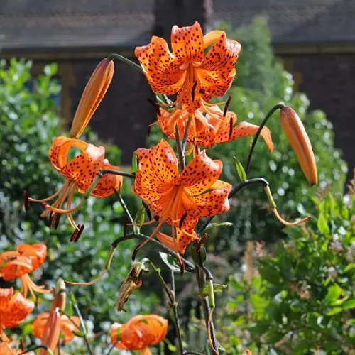 Lovely Flowers that Stand for Family