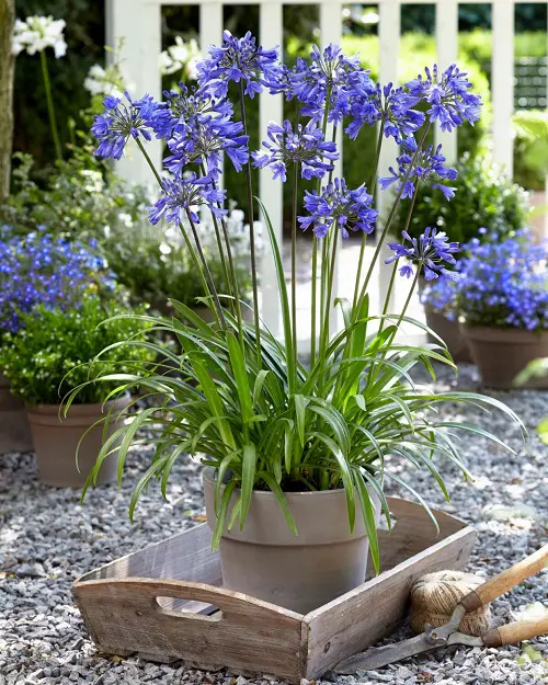 Lily of the Nile 2