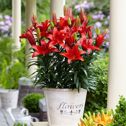 best Most Popular Flowers in the World According to Google