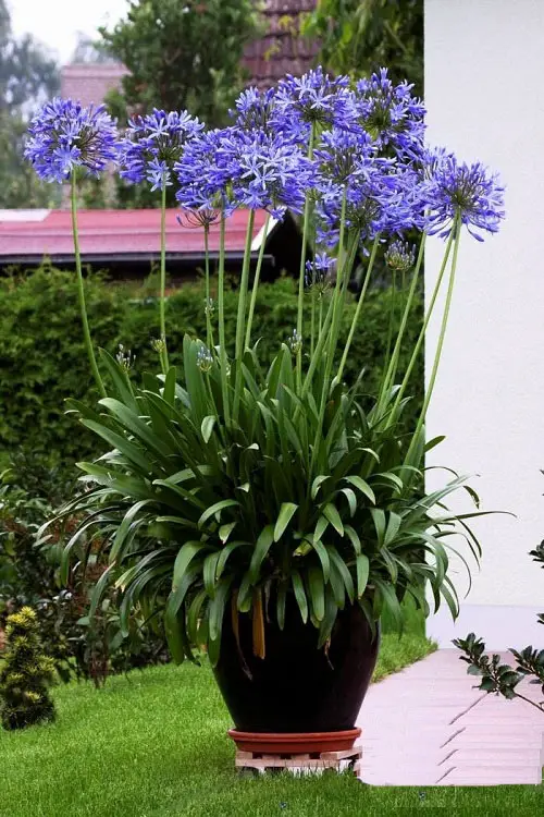 Lily of the Nile Care and Growing Information