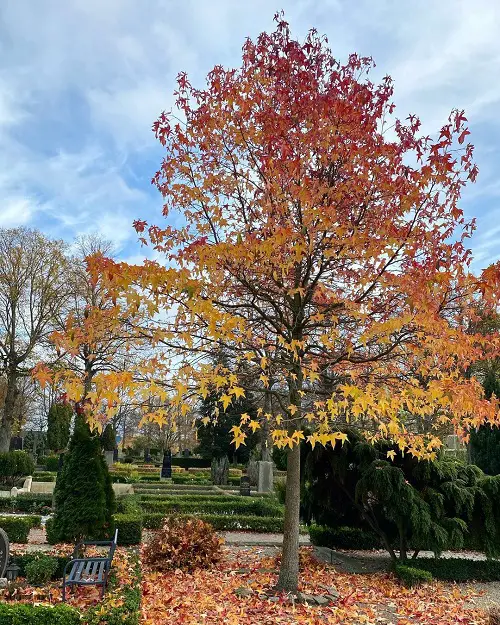 best Trees With An S in the Beginning