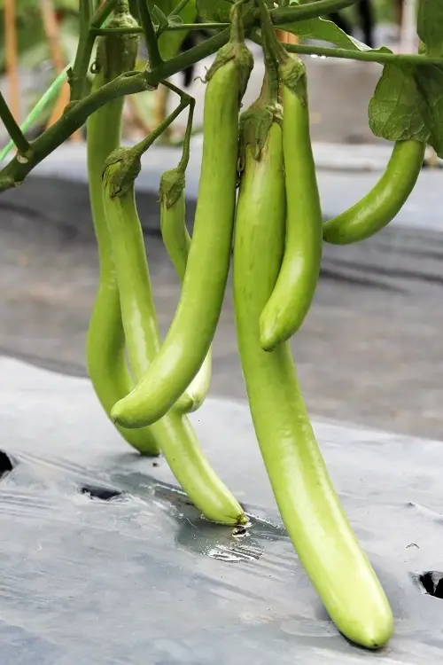Vegetables That Look Like Cucumbers 