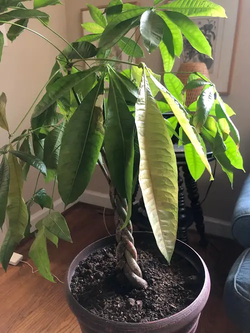 Money Tree Leaves Turning Yellow Reason: Low Light