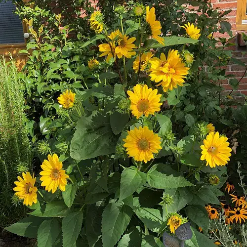 best Top Ten Annual Sunflowers