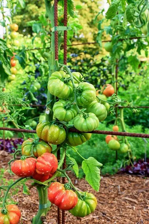 World Best Tomatoes for Sandwiches