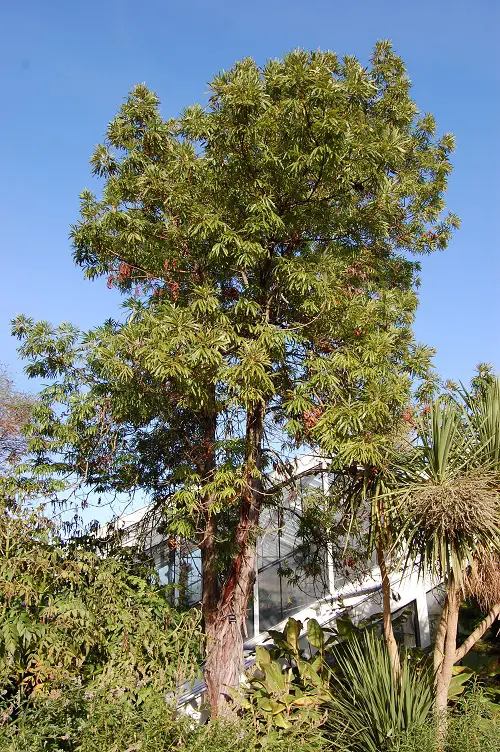 California Native Plants