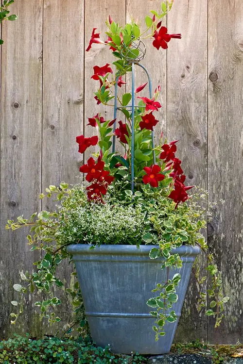 Stunning Dipladenia Varieties in pot