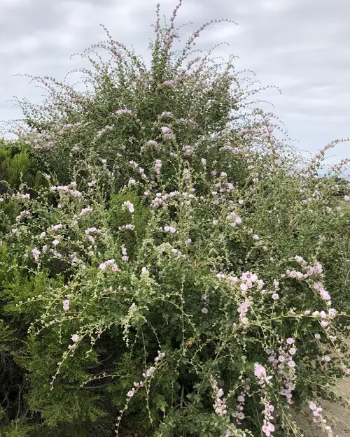 Common California Native Plants 23
