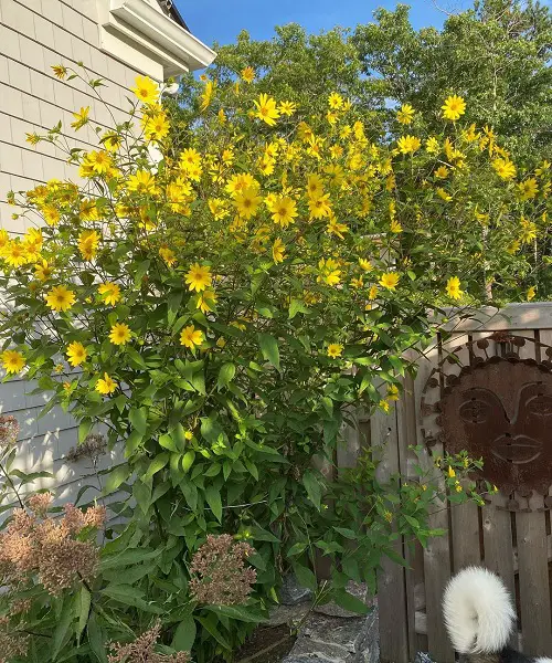 Are Sunflower Perennials 