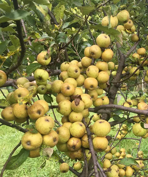 Varieties of Yellow Apples for the Garden 