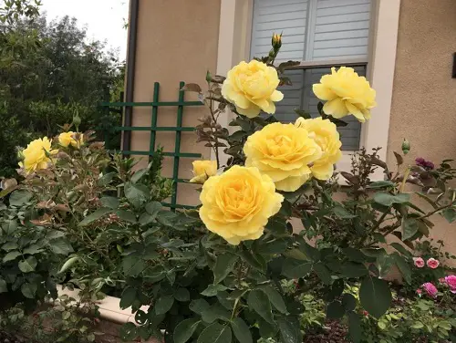 Different Yellow Rose Varieties1