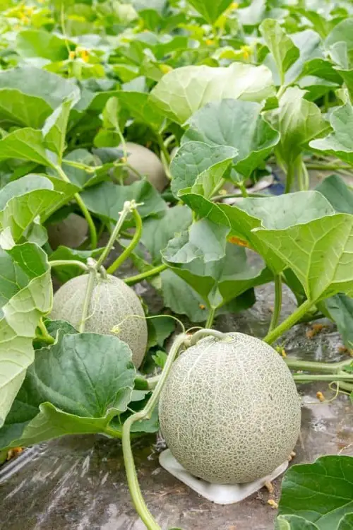 best Fruits that Germinate in Less than 5 Days