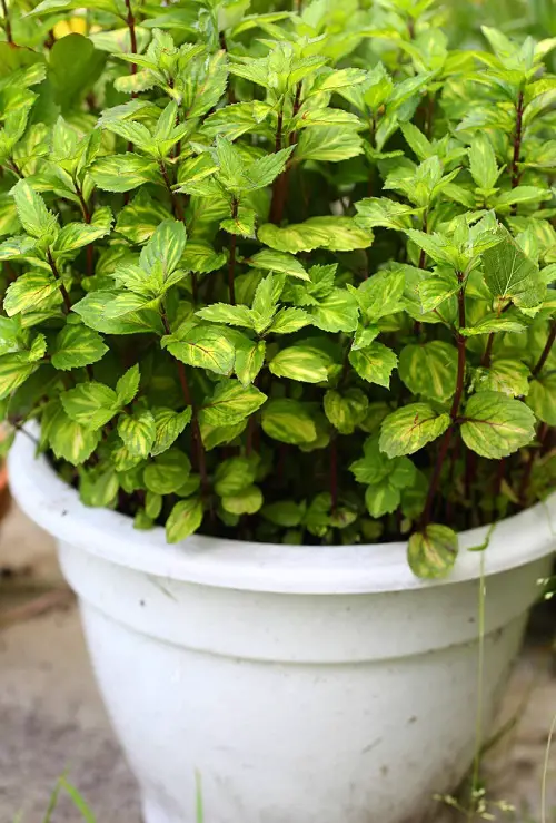 plants with red stem 