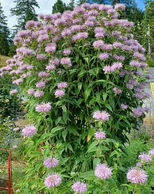 Bergamot in garden