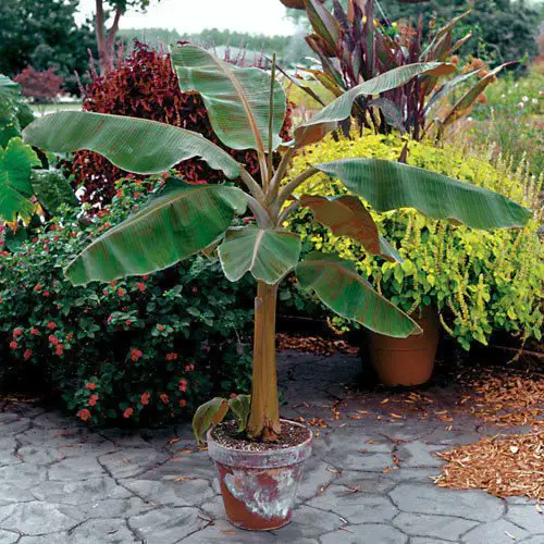 Best Dwarf banana Fruit Trees Under 6 Feet