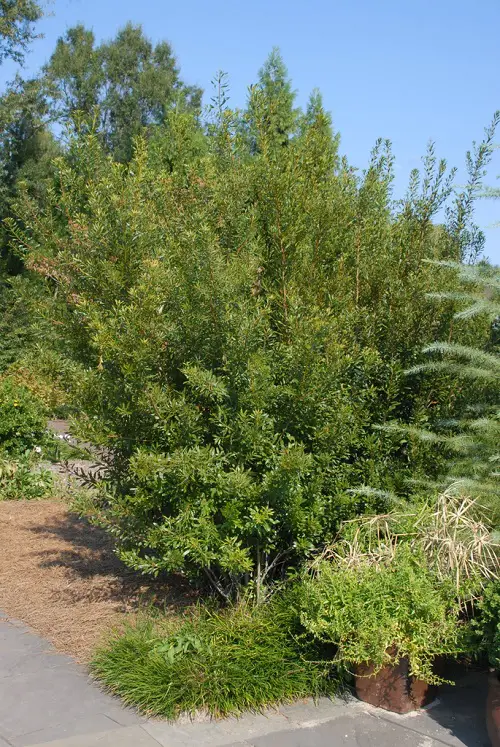 Low Maintenance Evergreen Shrubs 