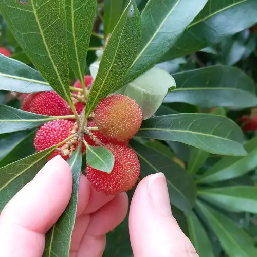 Fruits with a C in name in garden