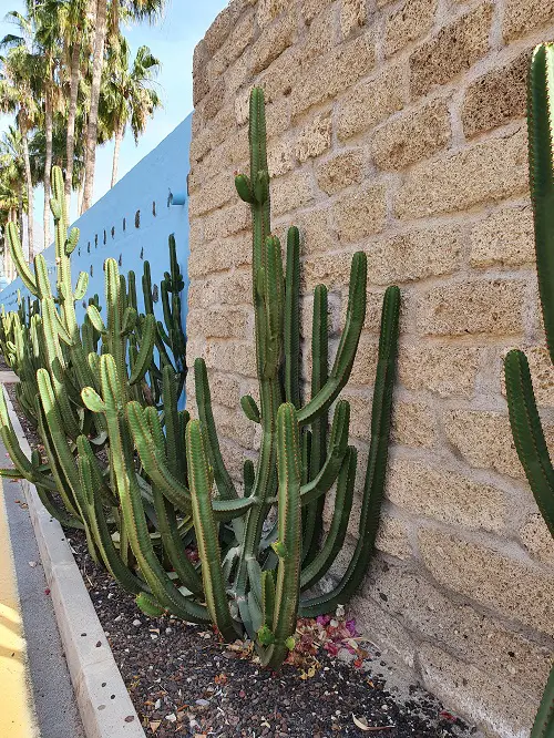 Cactus plant in garden