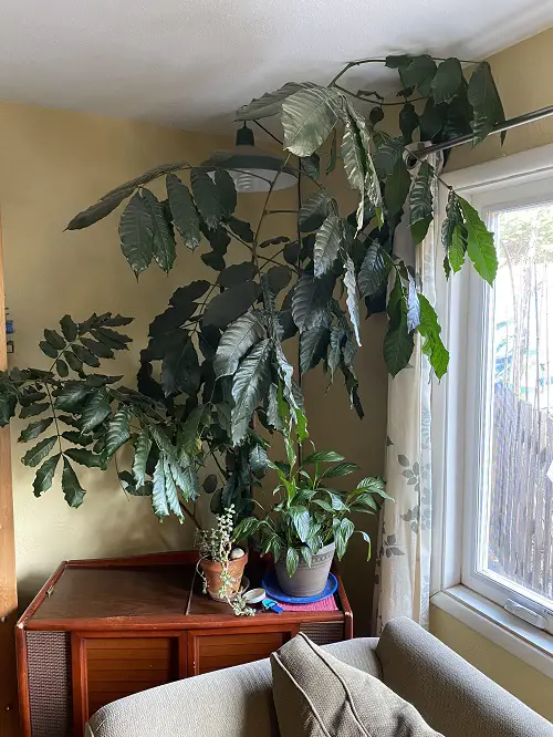 Urban Jungle Plants 