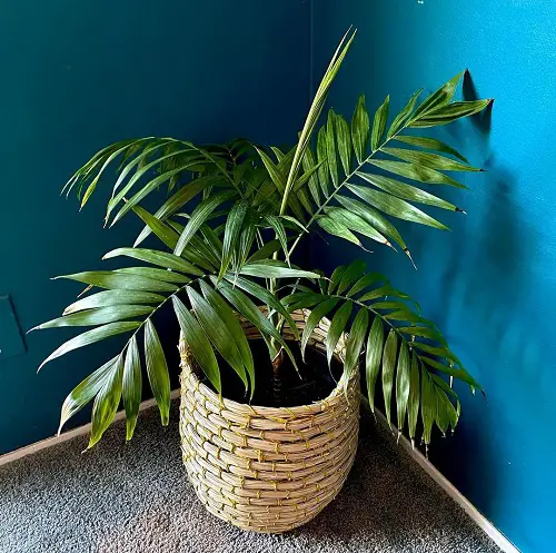 Neanthe Bella Palm Care