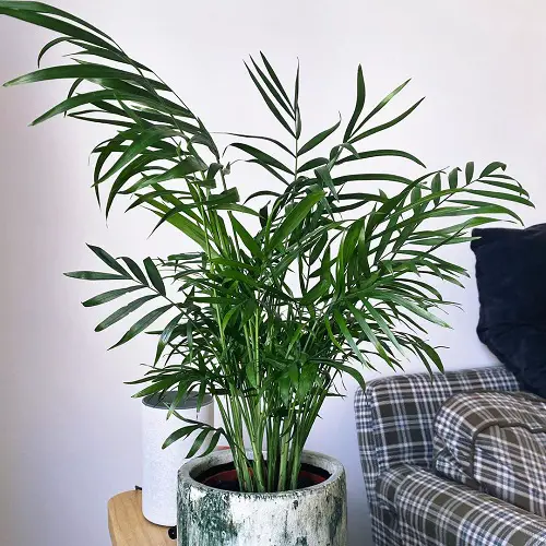 Requirements for Growing Neanthe Bella Palm