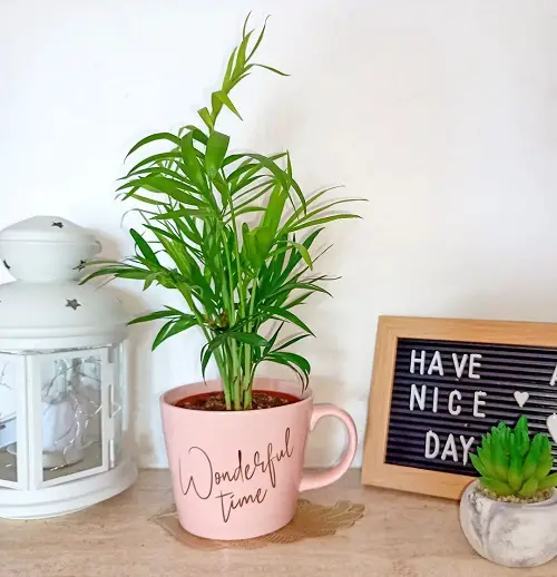  Indoor Palms That Need No Sunlight!