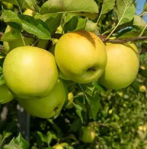 Garden Varieties of Yellow Apples 