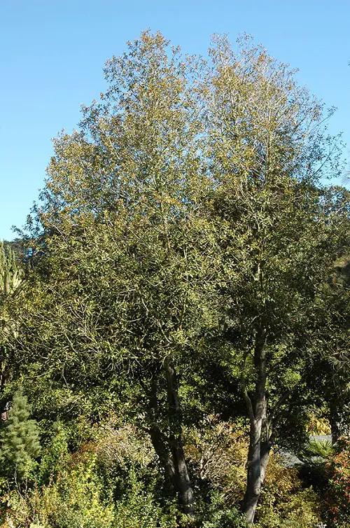Common California Native Plants 23