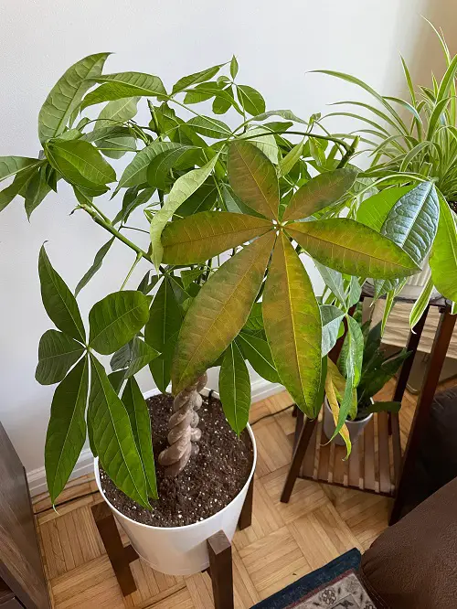 Reason: Nutrient Deficiency