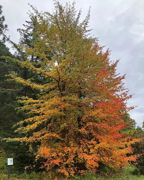 The Greatest Trees to Lower Pollution