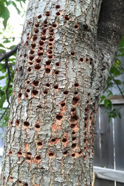 Fantastic Oak Tree Borers Treatment DIY Recipes