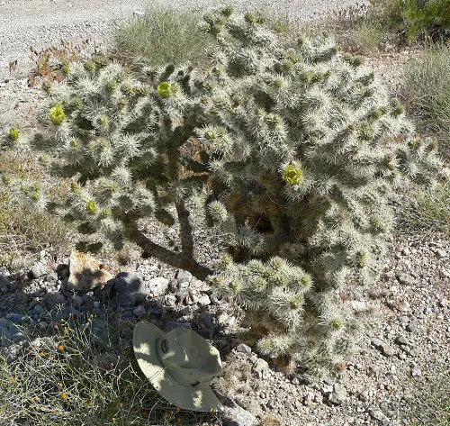 Common California Native Plants in garden